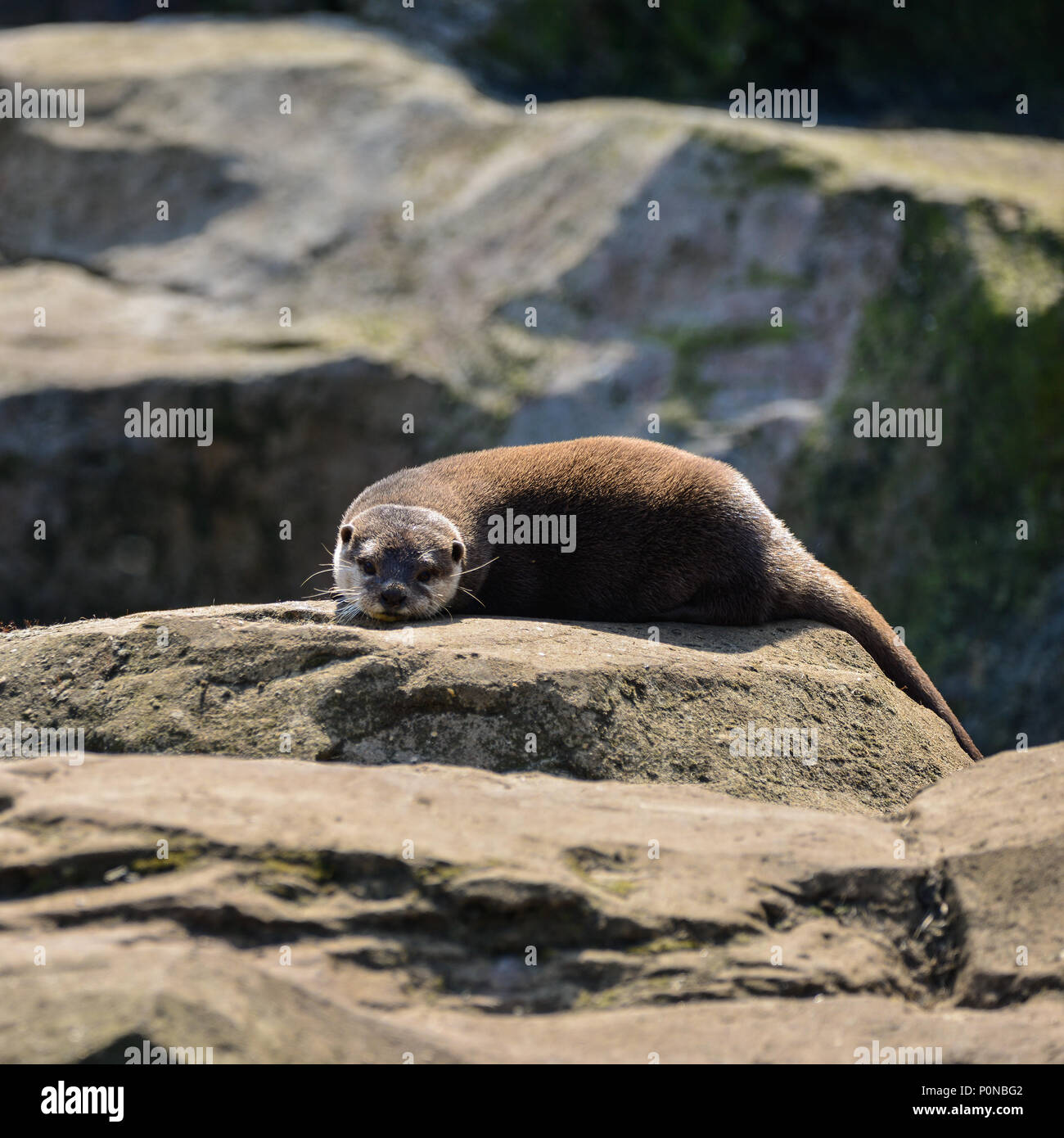 Più piccolo al mondo lontra, Asian Small artigliato Otter Aonyx Cinerus sulle rocce in presenza di luce solare Foto Stock
