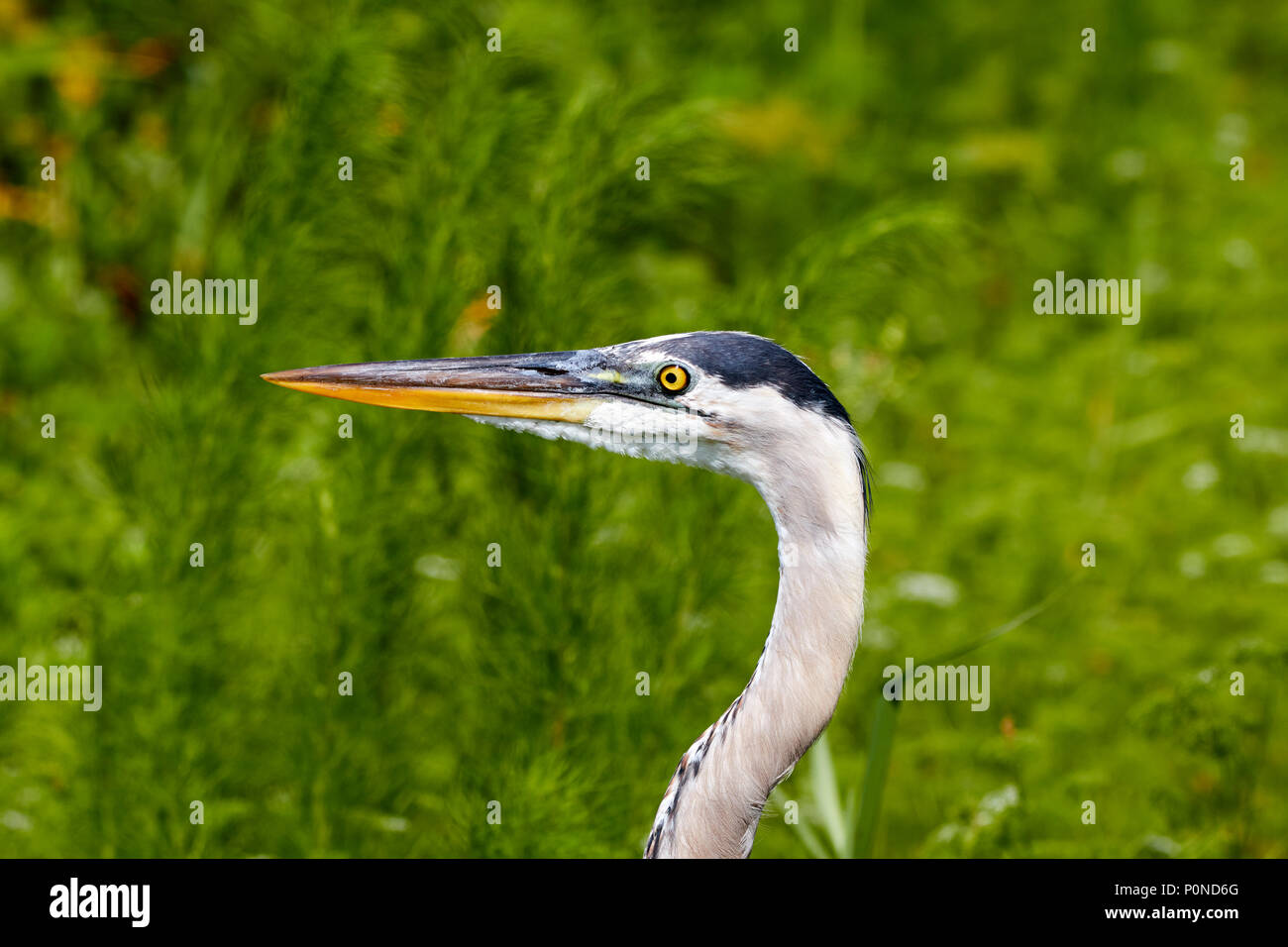 Airone blu headshot profilo al cerchio B Bar preservare Foto Stock