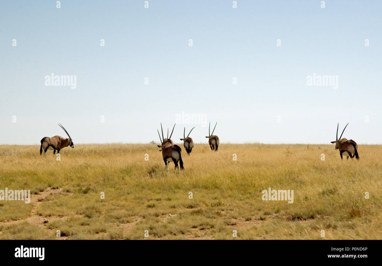 Oryx nella savana africana. 5 elementi. Foto Stock