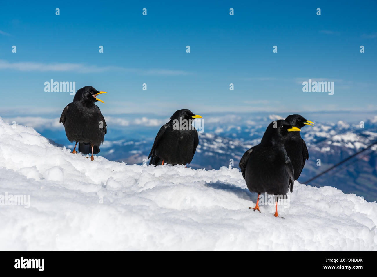 Quattro gracchi alpini seduti sulla neve sul Monte Pilatus con splendida vista sulle alpi svizzere Foto Stock