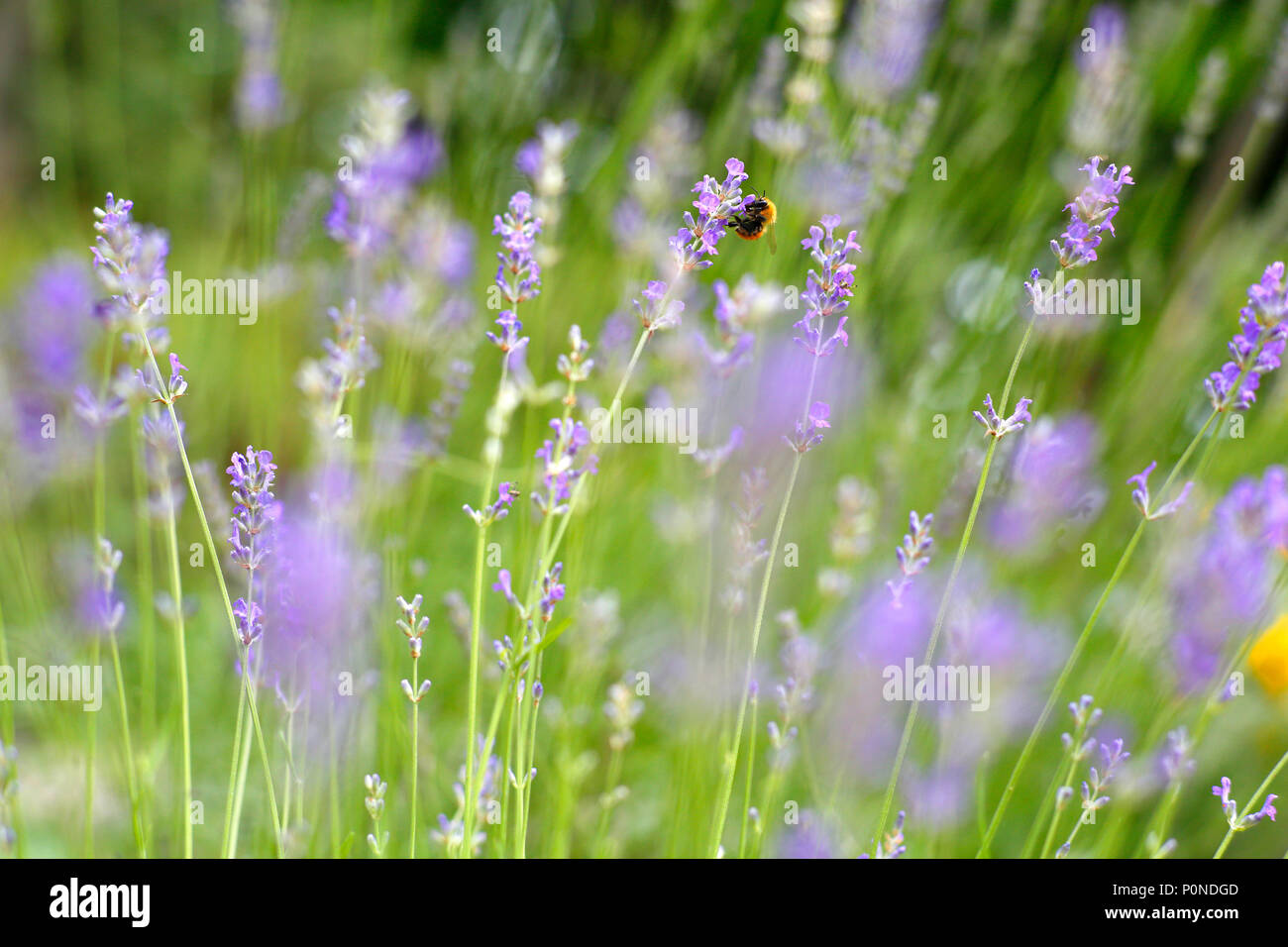 Un'ape la raccolta di nettare da piante di lavanda. Foto Stock