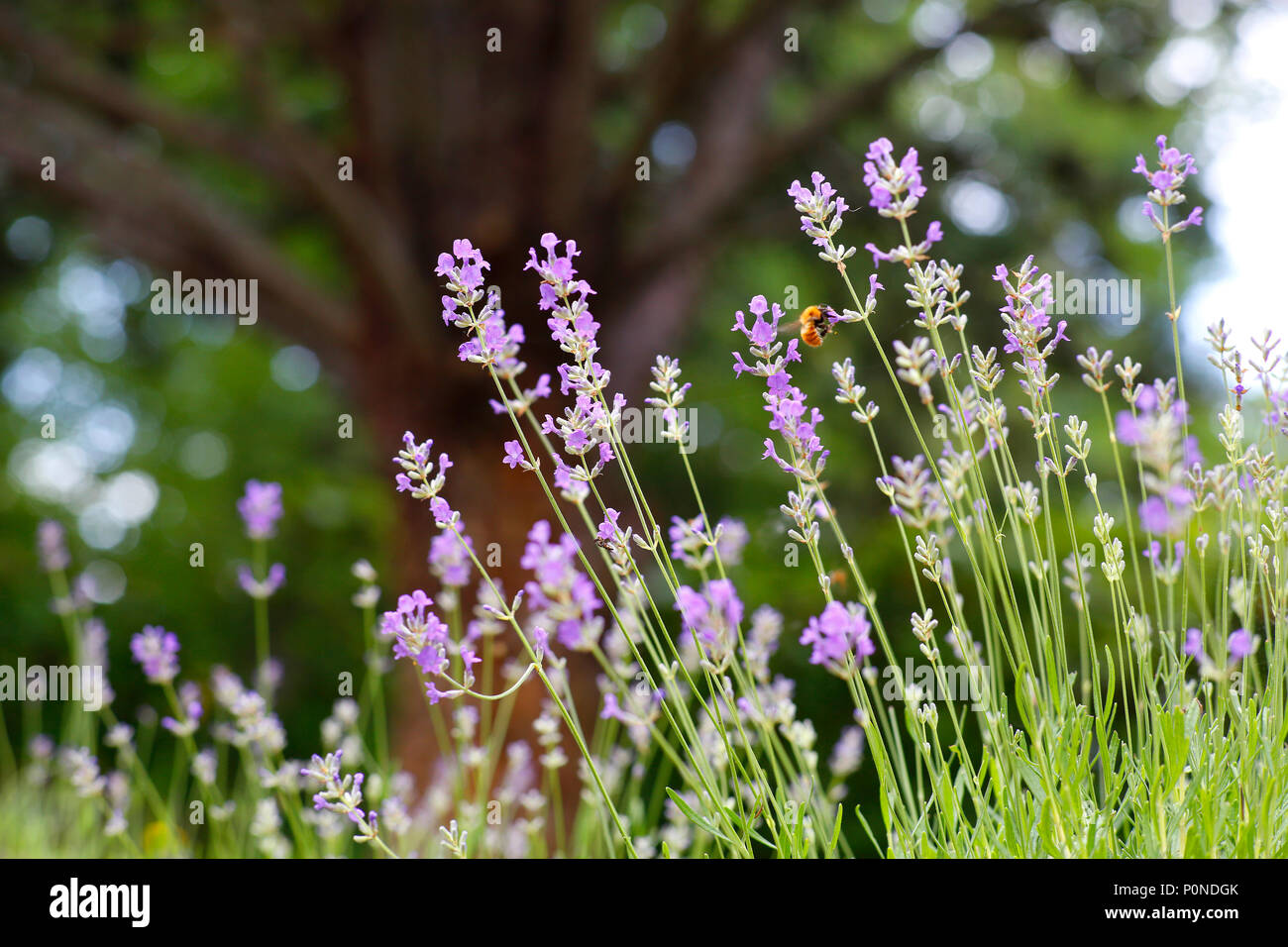 Un'ape la raccolta di nettare da piante di lavanda. Foto Stock