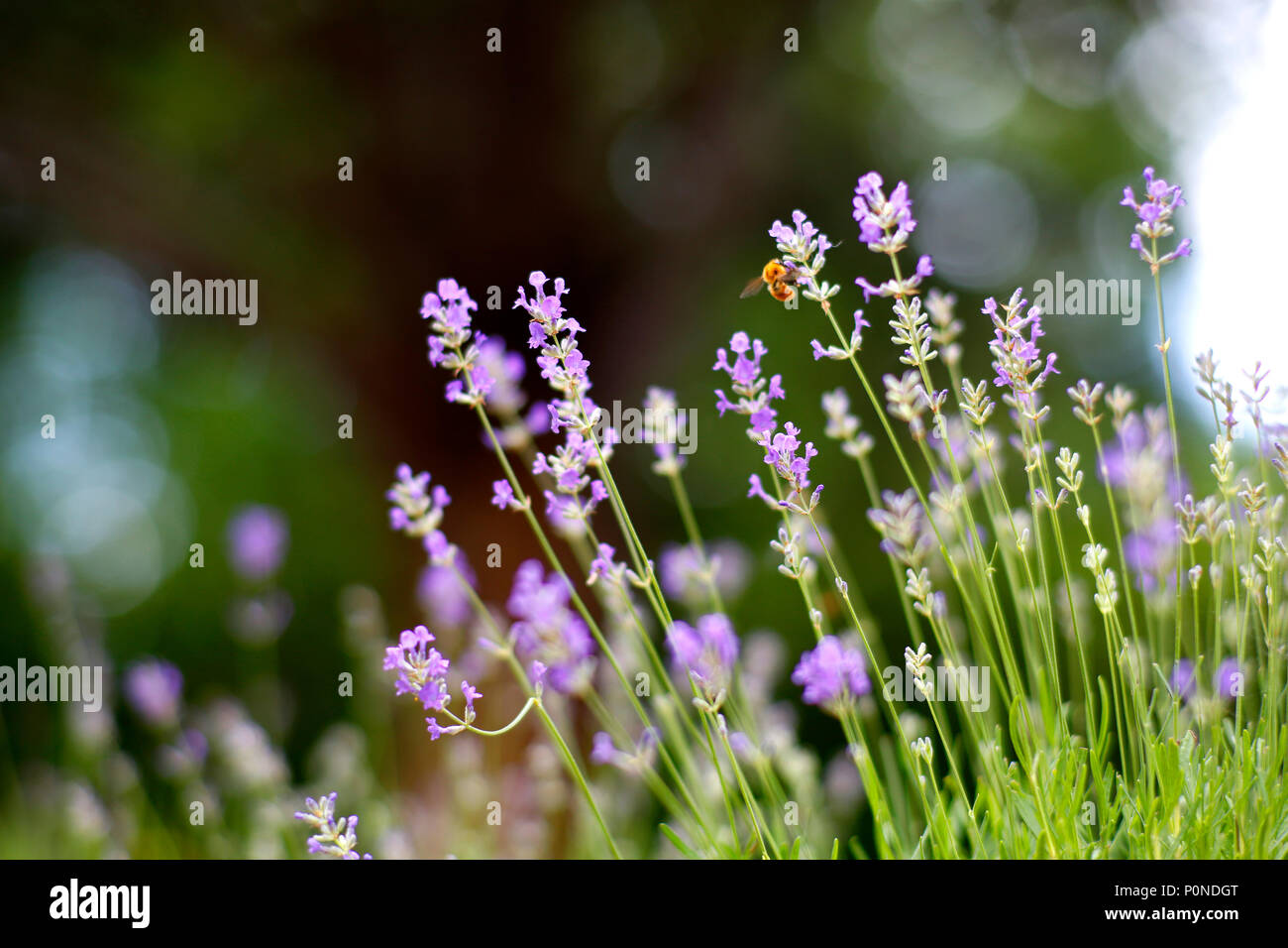 Un'ape la raccolta di nettare da piante di lavanda. Foto Stock