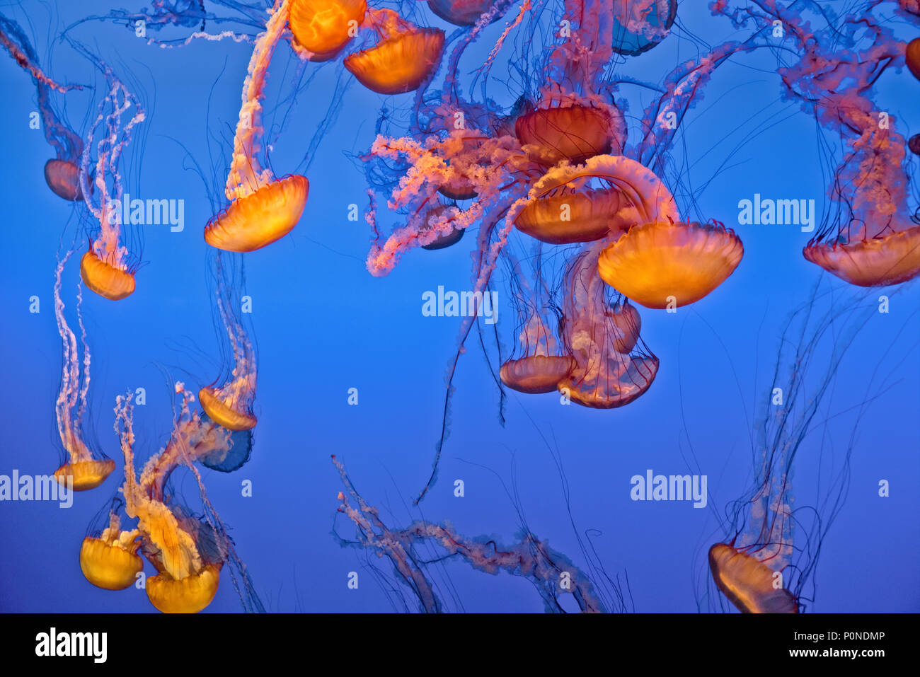 Display mozzafiato del mare Meduse di ortica presso il Monterey Bay Aquarium in California la penisola di Monterey. Foto Stock