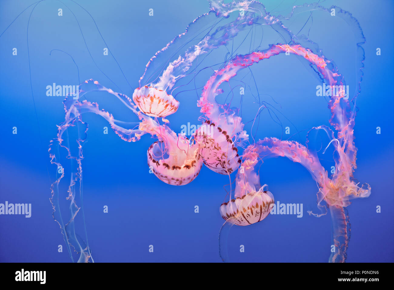 Display mozzafiato del mare Meduse di ortica presso il Monterey Bay Aquarium in California la penisola di Monterey. Foto Stock