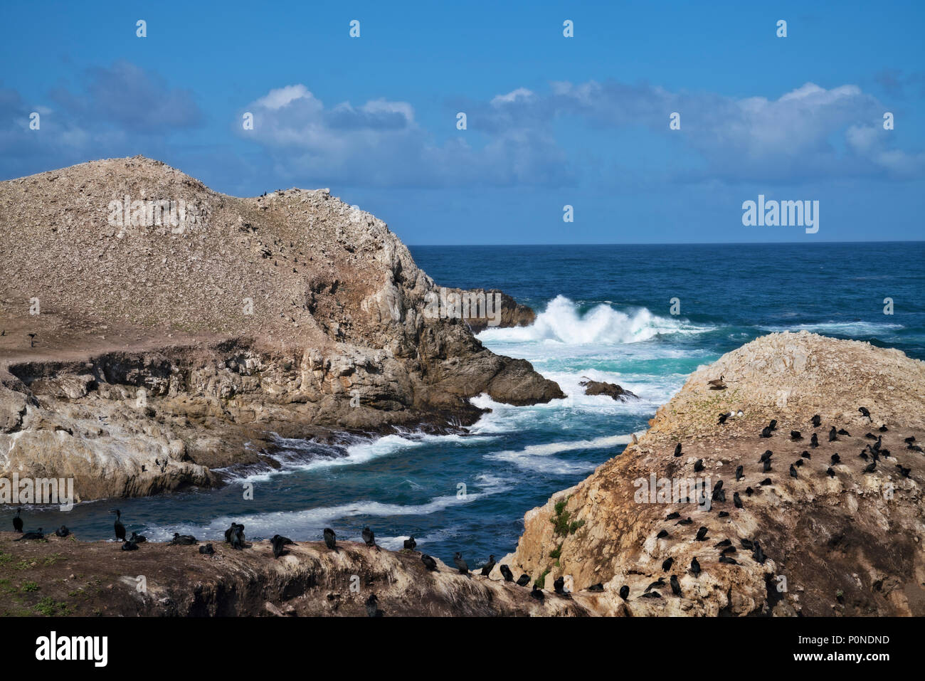 Molti tipi di uccelli tra cui cormorani neri nido su Bird Island nel punto Lobos Riserva Naturale Statale della California la penisola di Monterey. Foto Stock