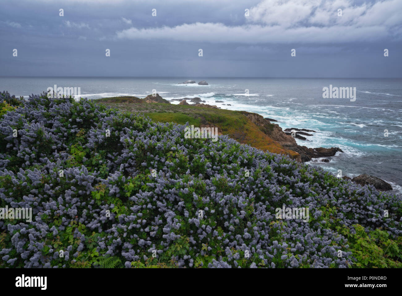 California lillà fiorisce in Garrapata State Park come molla approcci storm California's Big Sur Costa. Foto Stock