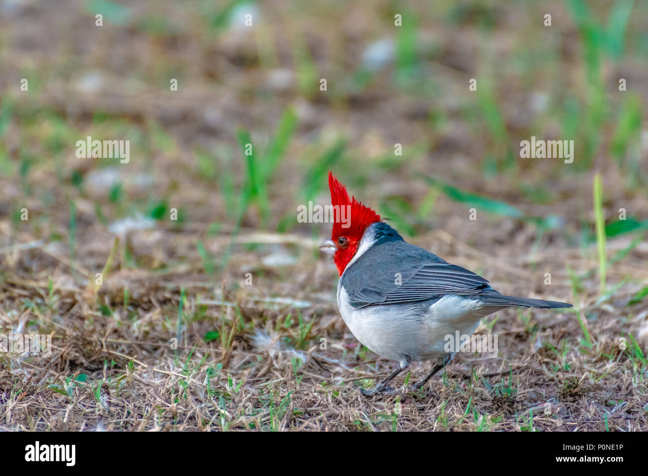 Un rosso cardinale crestato4 uccello sull'erba Foto Stock