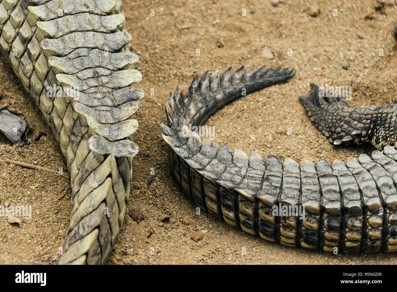 Immagine ravvicinata di due coccodrilli coda sul terreno Foto Stock