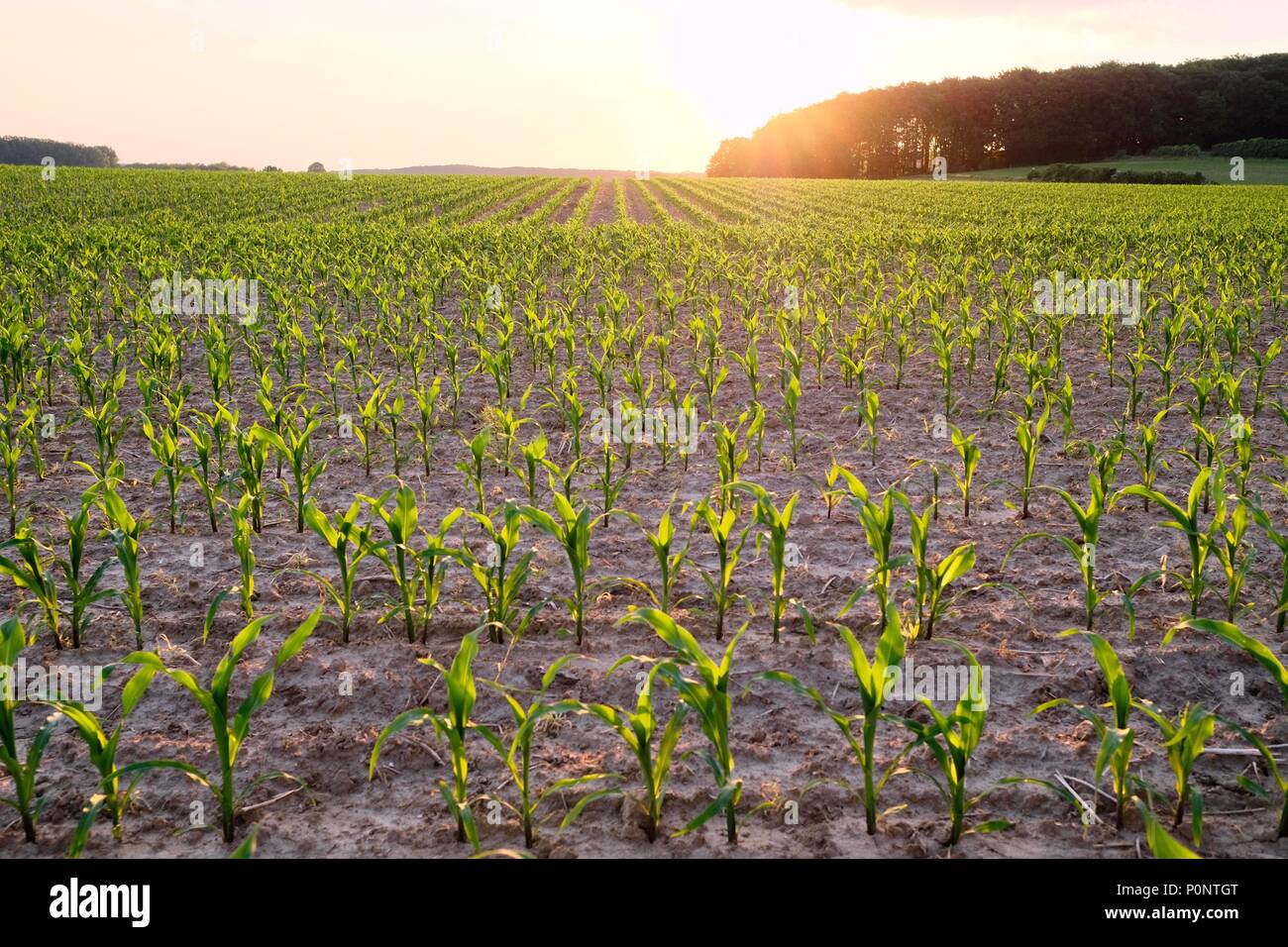 Giovani campo di grano al tramonto contro il sole con fasci di luce e un campo paese in un paesaggio panoramico concettuale del un stagioni estive Foto Stock