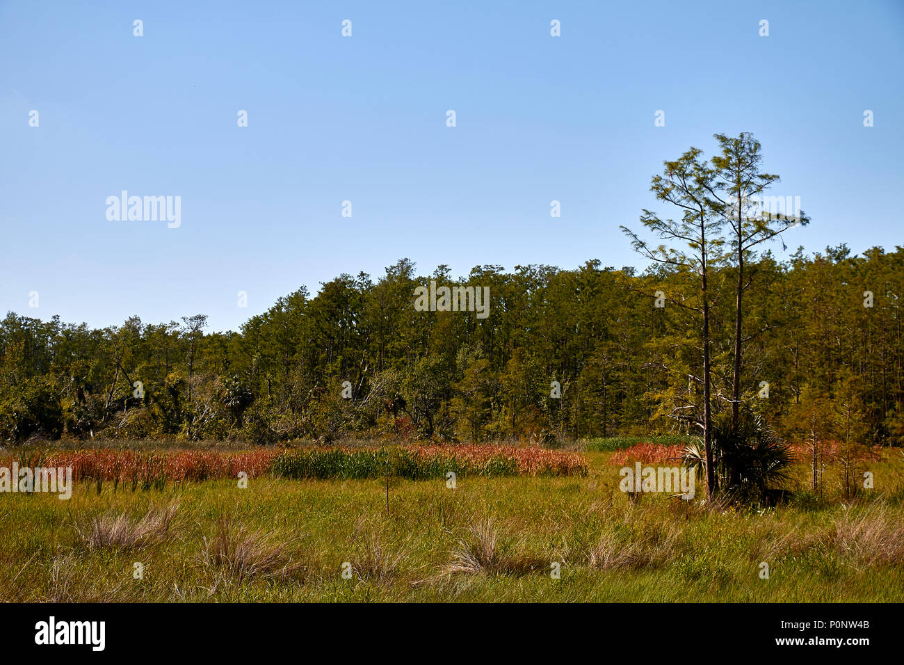 Piccola prateria a cavatappi santuario di palude Foto Stock