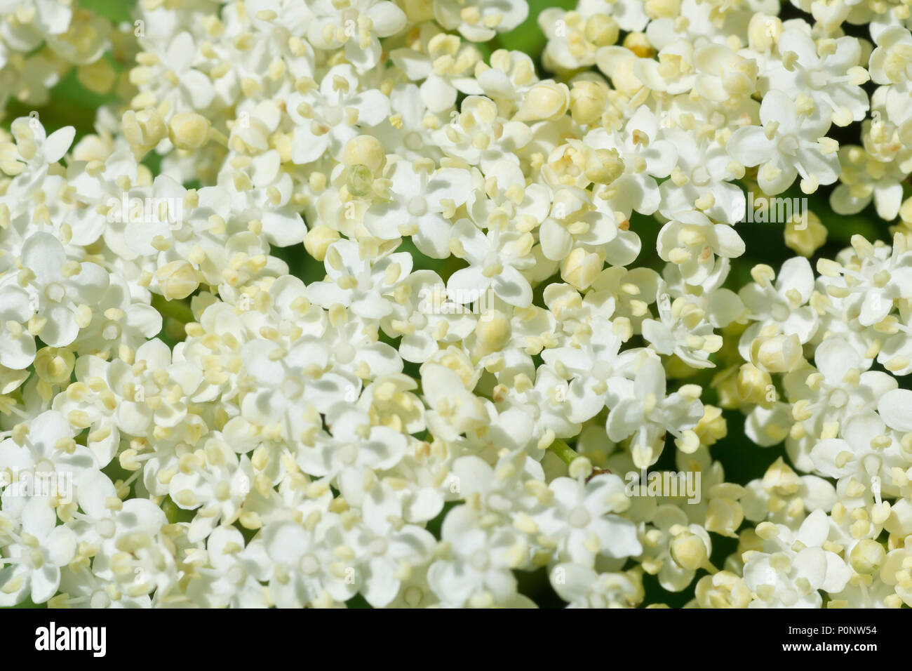 Anziano, Elderflower o Elderberry (sambucus nigra), primo piano dei fiori bianchi prodotti in primavera. Foto Stock