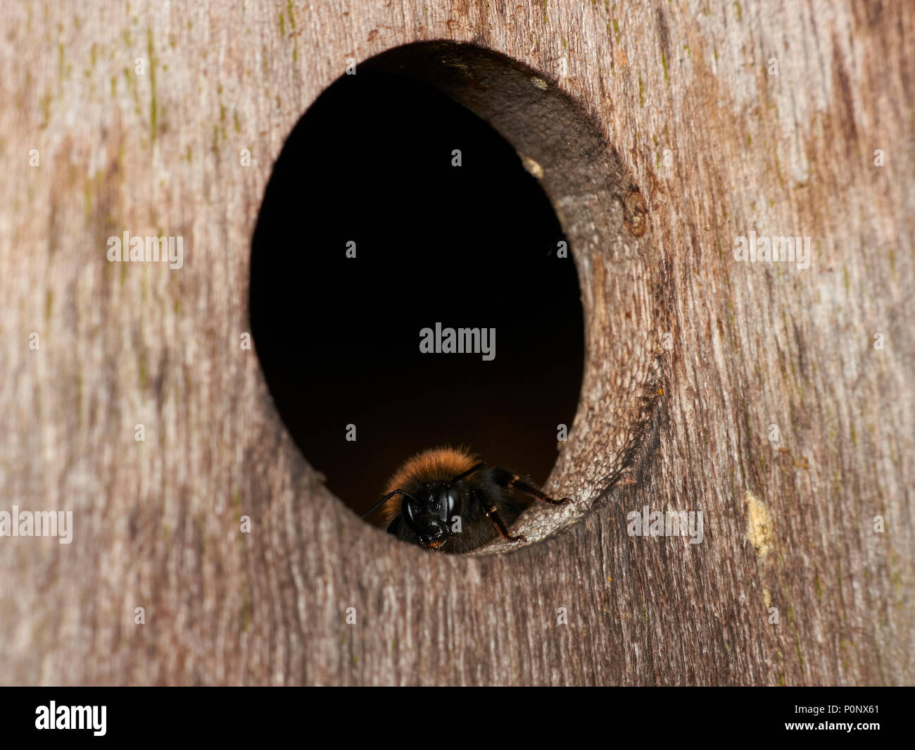 Tree bumblebee, Bombus hypnorum, nella scatola di nido, England, Regno Unito Foto Stock