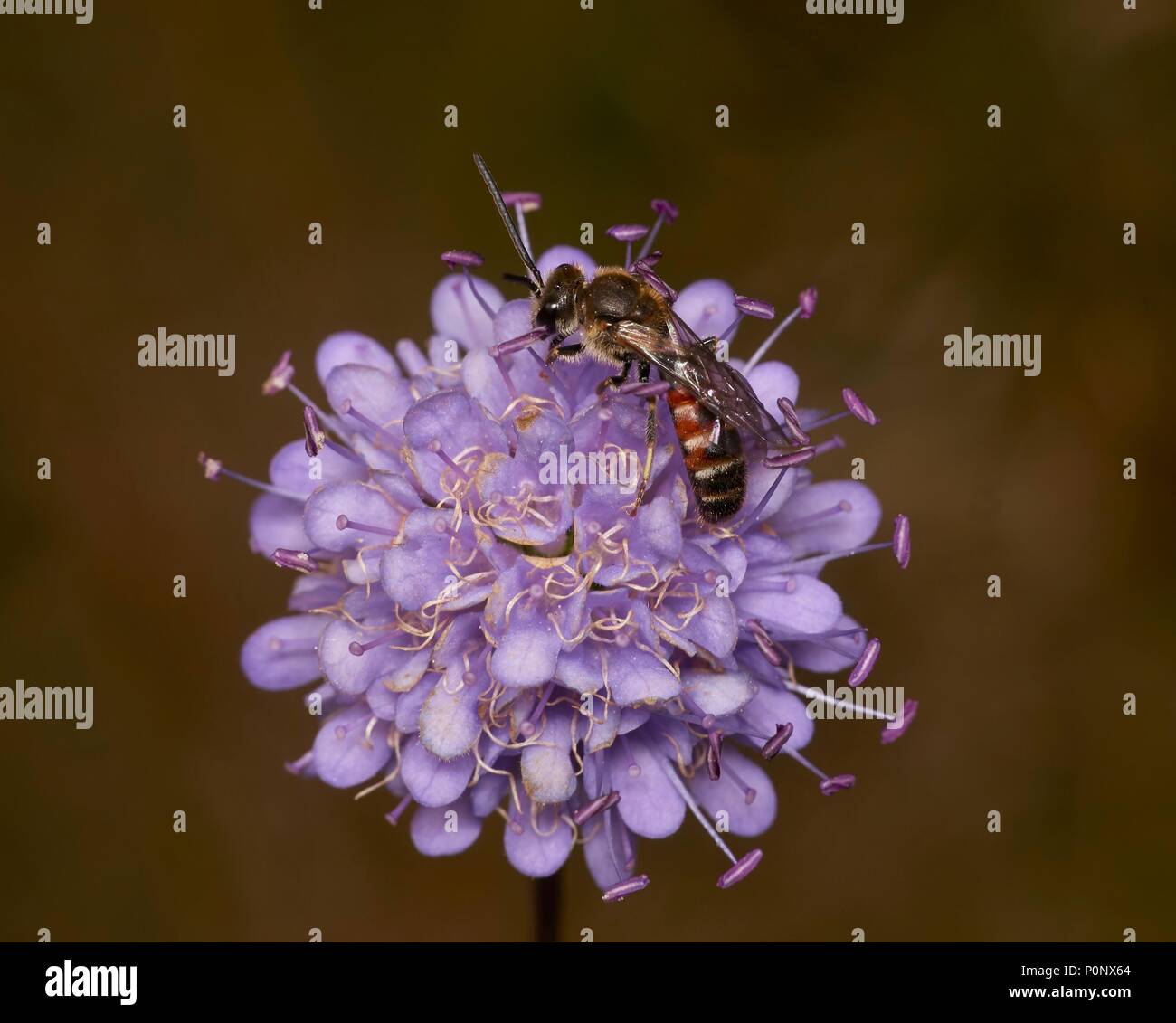 Solco comune bee, Lasioglossum calceatum, maschio, su field scabious, Knautia arvense, Shropshire, Inghilterra, Regno Unito Foto Stock
