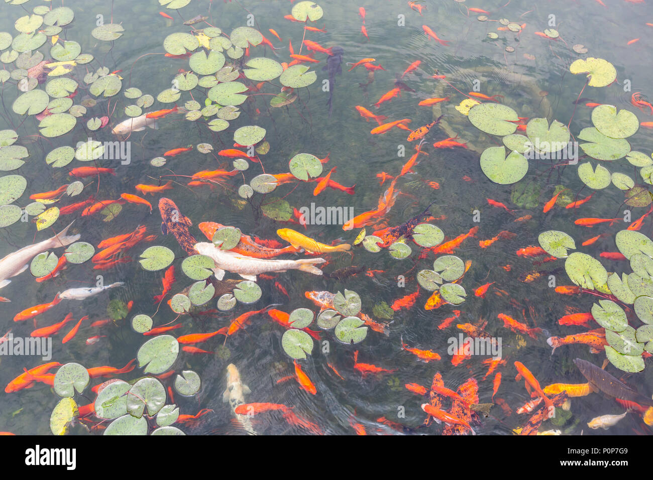 Suzhou, Jiangsu, Cina. Koi Carp () in piscina nel cortile del museo di Suzhou. Foto Stock