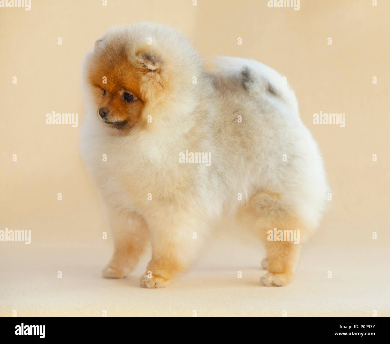Cane di Pomerania ritratto in studio con sfondo beige Foto Stock
