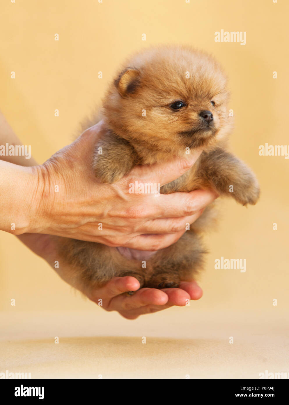 Pomerania cucciolo di cane nelle mani Foto Stock