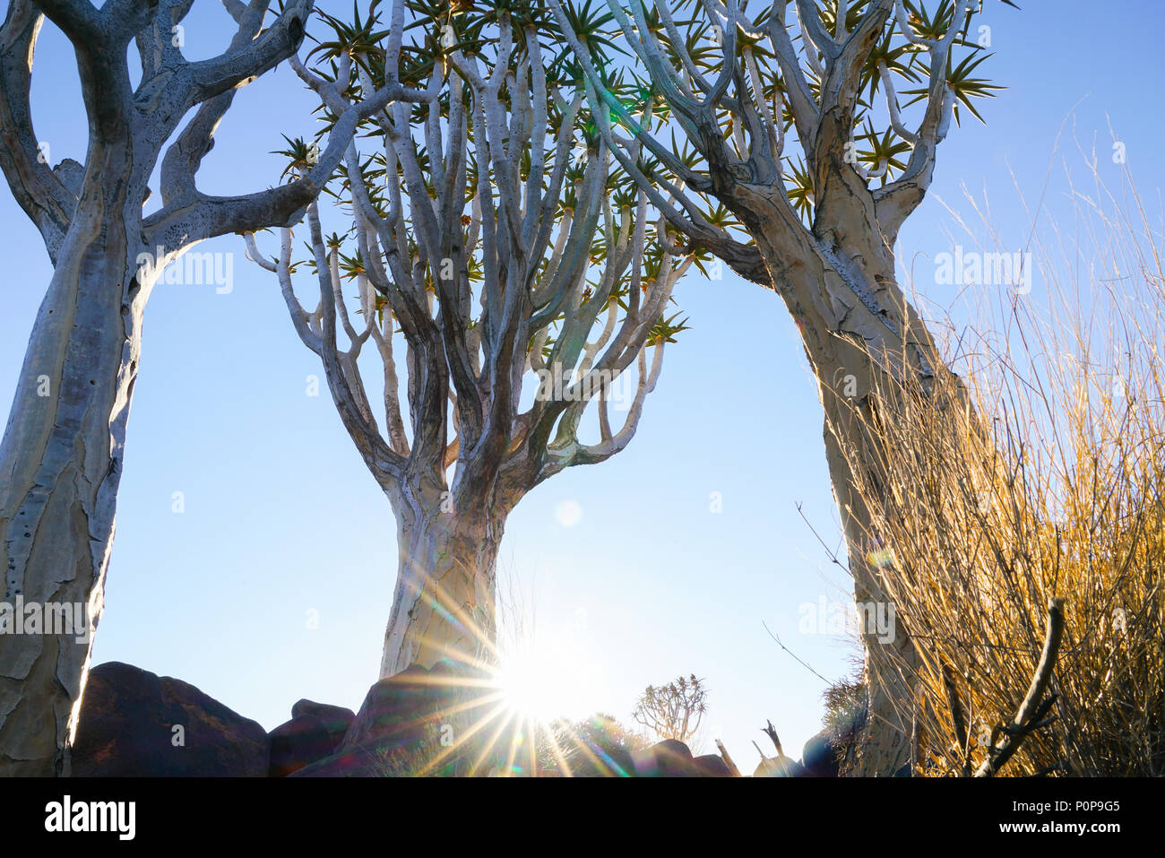 Sunburst nel tardo pomeriggio attraverso tre alberi in Namibia Quiver Tree Forest paesaggio di Keetmanshoop Foto Stock