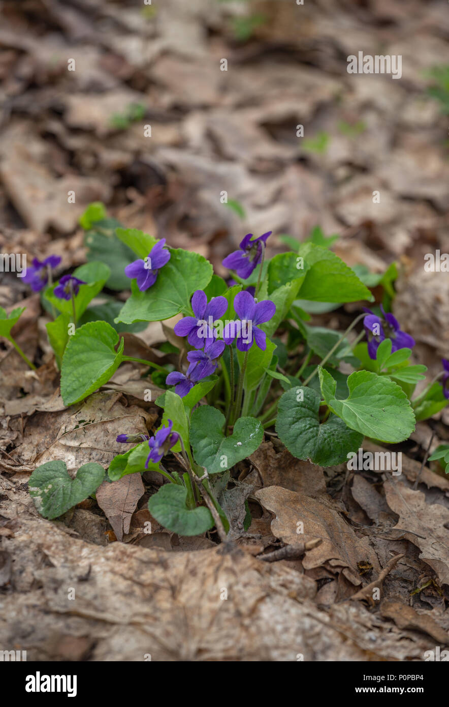 Primavera la natura comune di Mammola sfondo. Viola Odorata fiori nel giardino vicino. Messa a fuoco selettiva Foto Stock