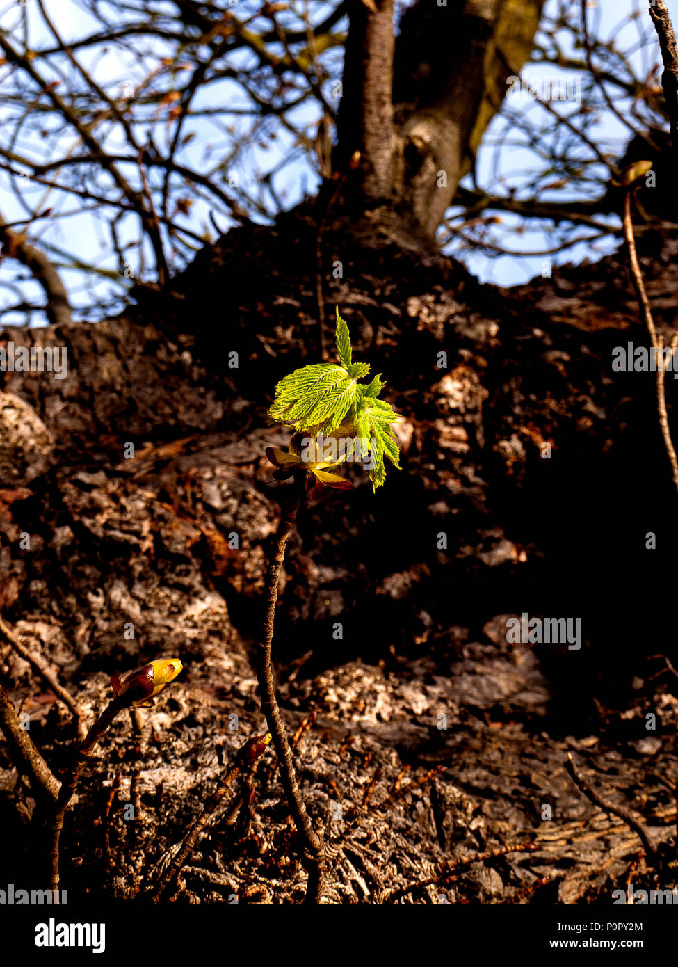 Nuova vita. Giovane albero di foglie di germogliazione. Foto Stock