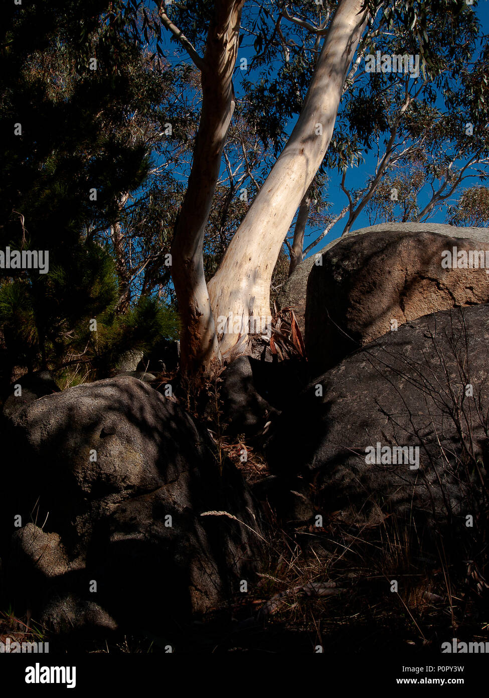 Australia: Gum tree (Eucalipto) crescente tra massi. Montagne innevate, NSW Foto Stock