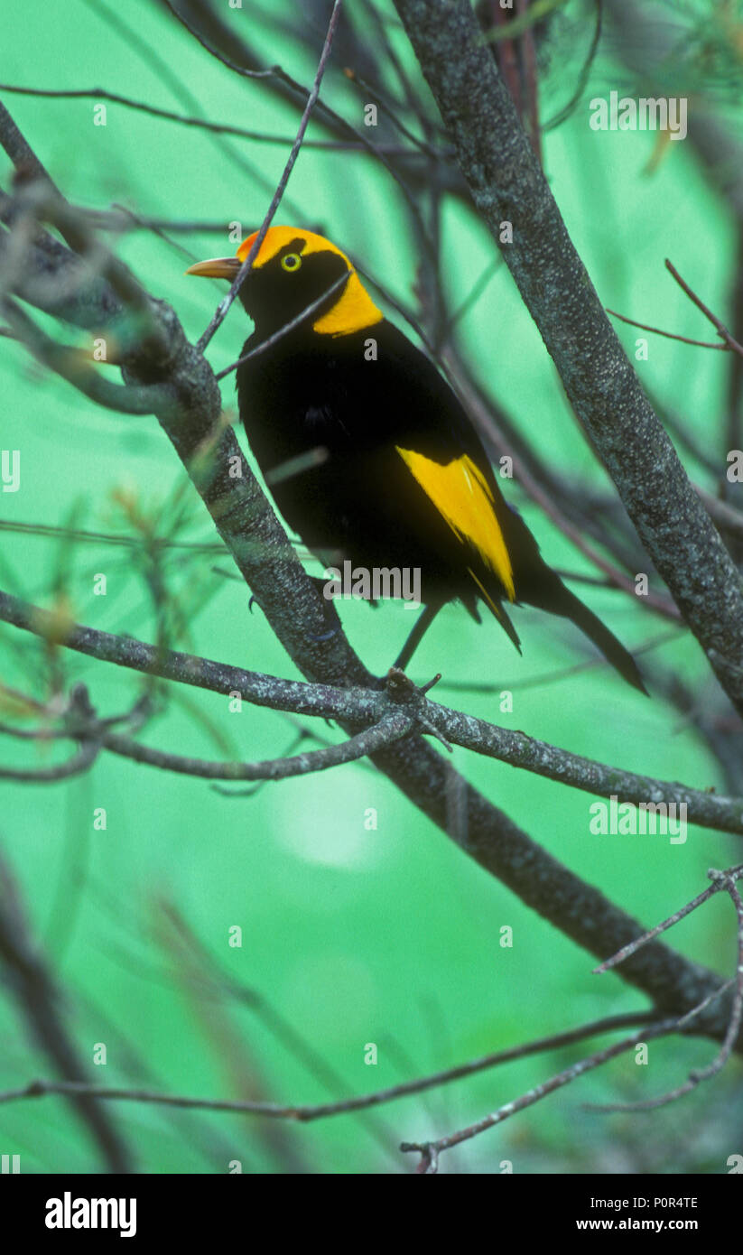 Voce maschile REGENT BOWERBIRD, Parco Nazionale Lamington, QUEENSLAND Foto Stock