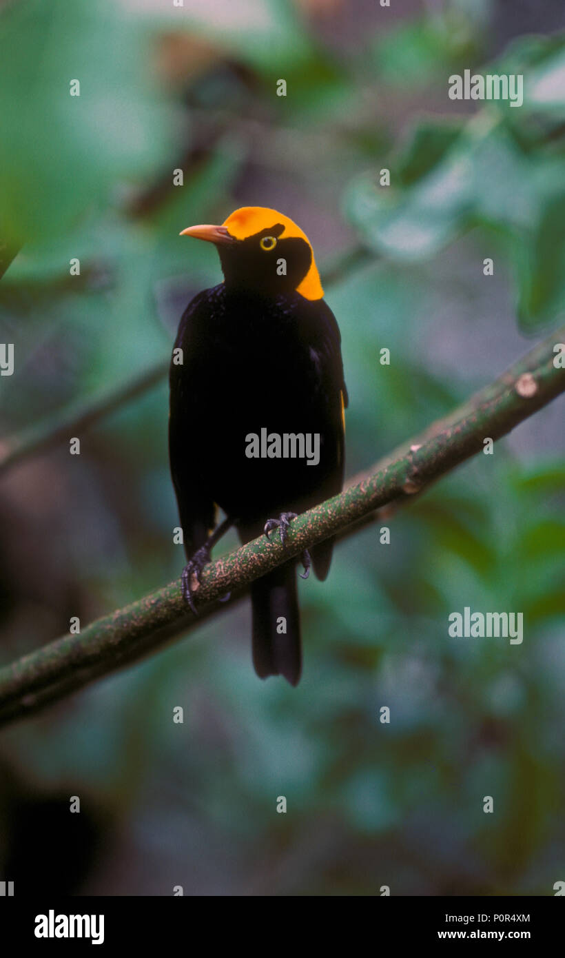 Voce maschile REGENT BOWERBIRD, Parco Nazionale Lamington, QUEENSLAND Foto Stock