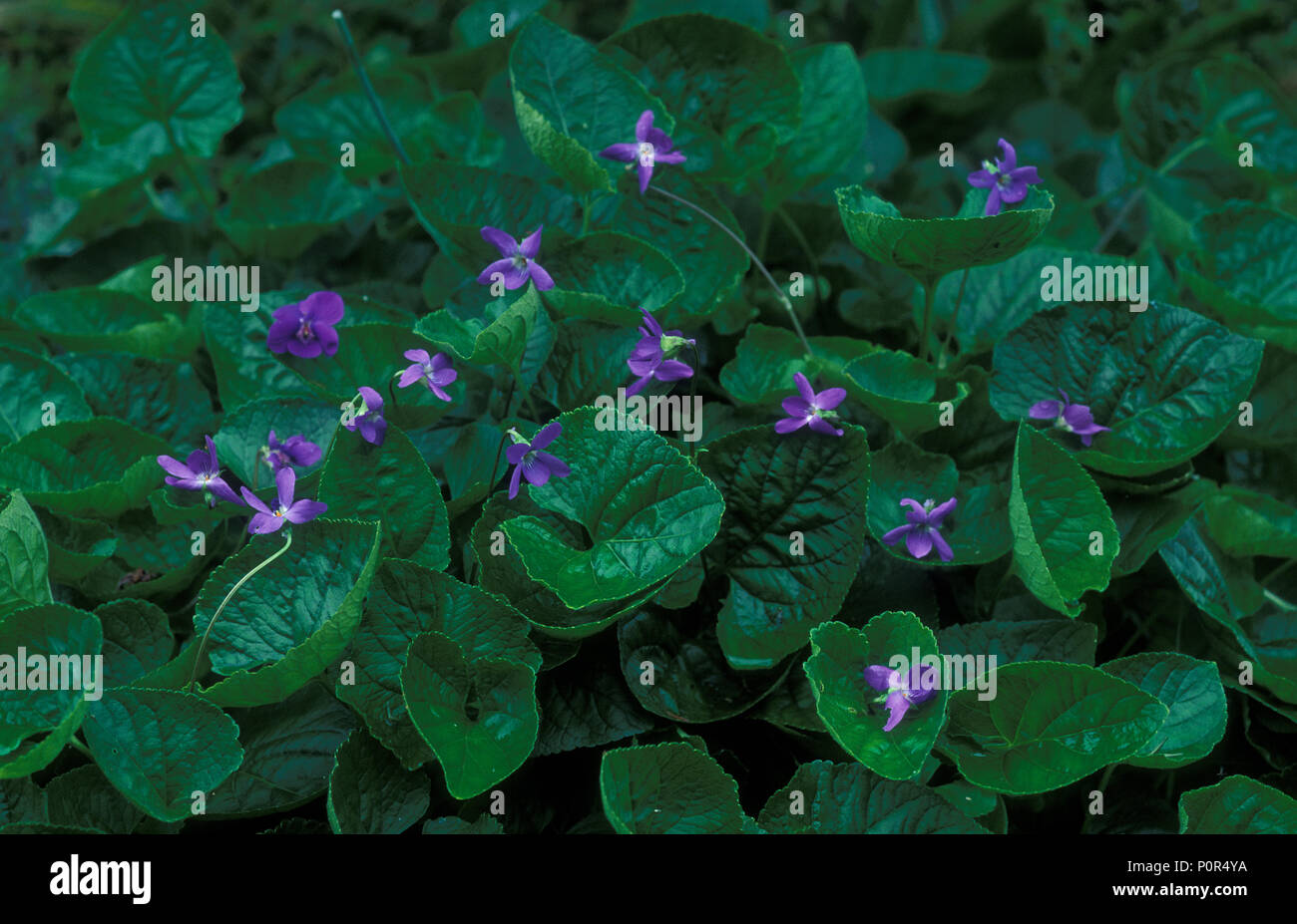 VIOLA ODORATA COMUNEMENTE CONOSCIUTA COME VIOLA ODORATA INGLESE, DOLCE O DA GIARDINO. Foto Stock