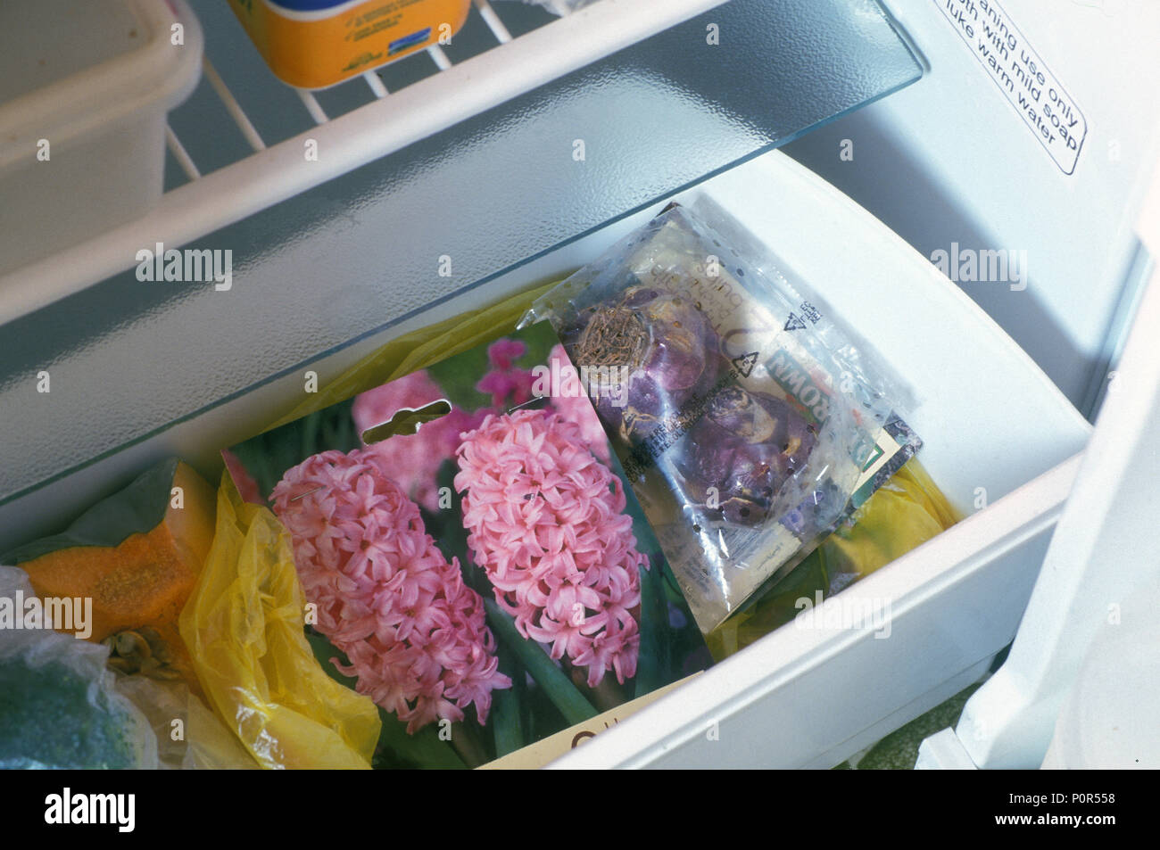 La memorizzazione di BULBI DI GIACINTO NEL CASSETTO CRISPER di frigo. Prima di piantare giacinti metterli in crisper parte del frigorifero. Foto Stock