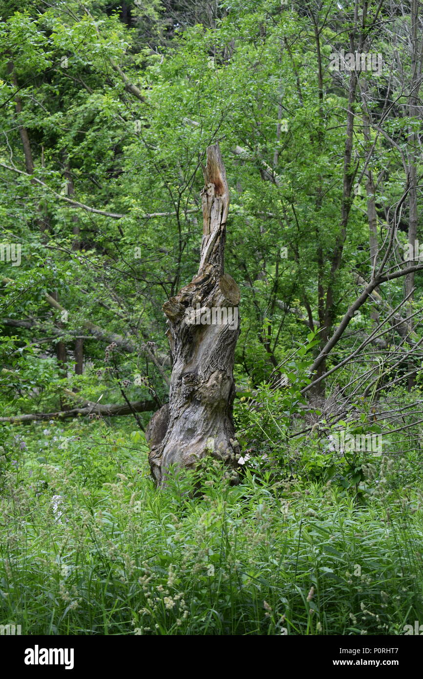 Lone Tree in una foresta Foto Stock