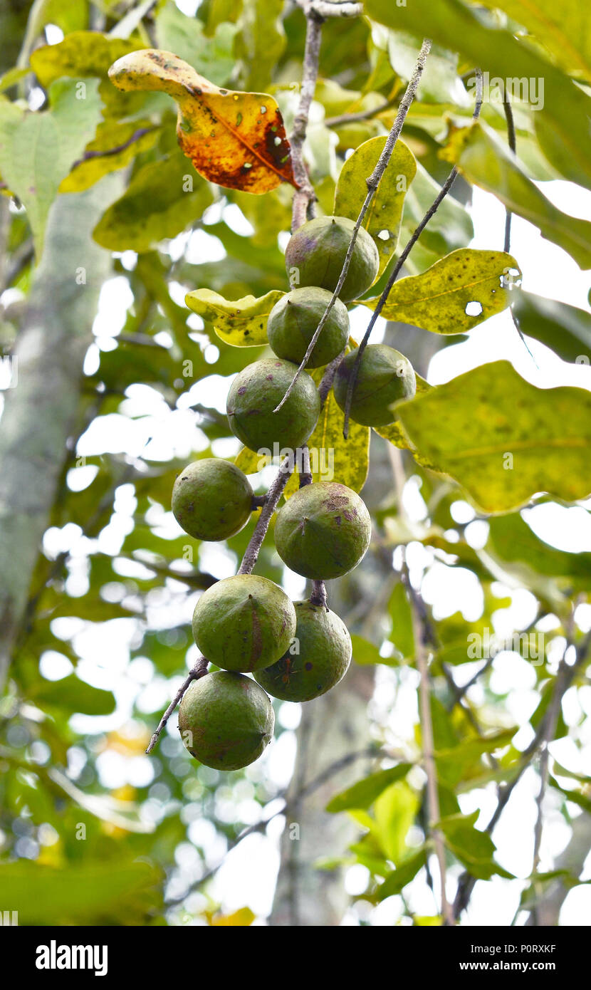 Noci di macadamia appeso su albero Foto Stock
