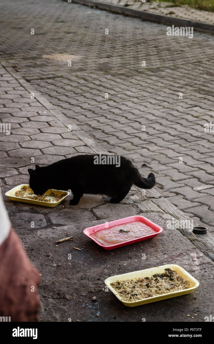 Black Cat street mangiare cibi che sono stati lasciati sul marciapiede Foto Stock