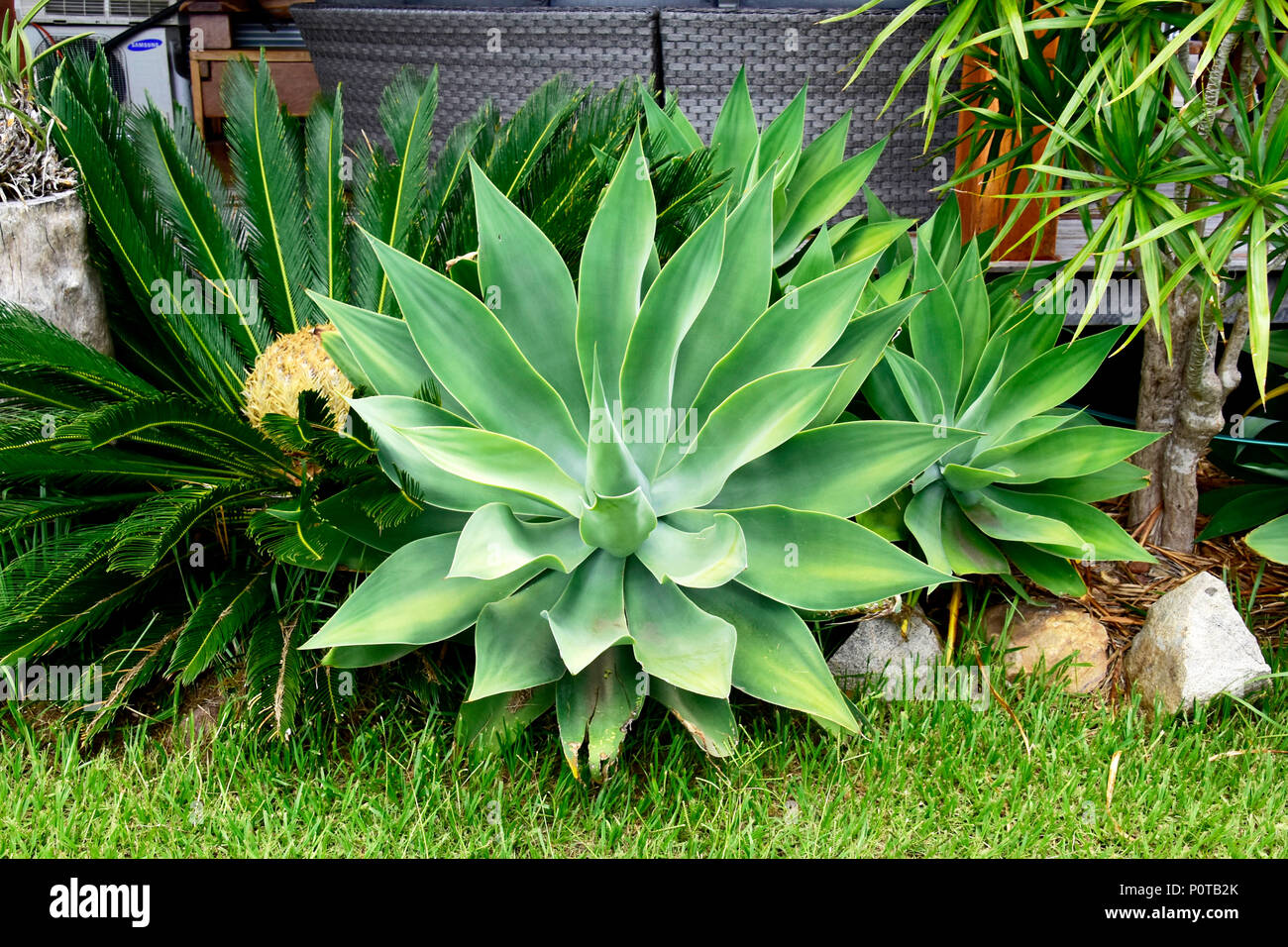 Cactus e piante grasse Agave attenuata Foto Stock