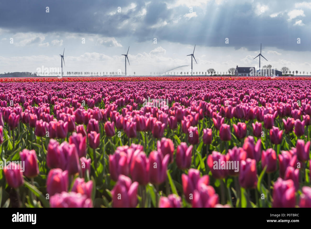 Un campo di tulipani con turbine eoliche in background. Olanda settentrionale dei Paesi Bassi in Europa Foto Stock