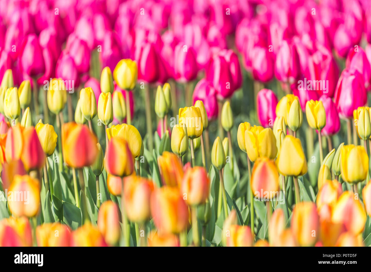 Close up multicolore di tulipani in fiore, Keukenhof giardino botanico Lisse, South Holland, Paesi Bassi Foto Stock