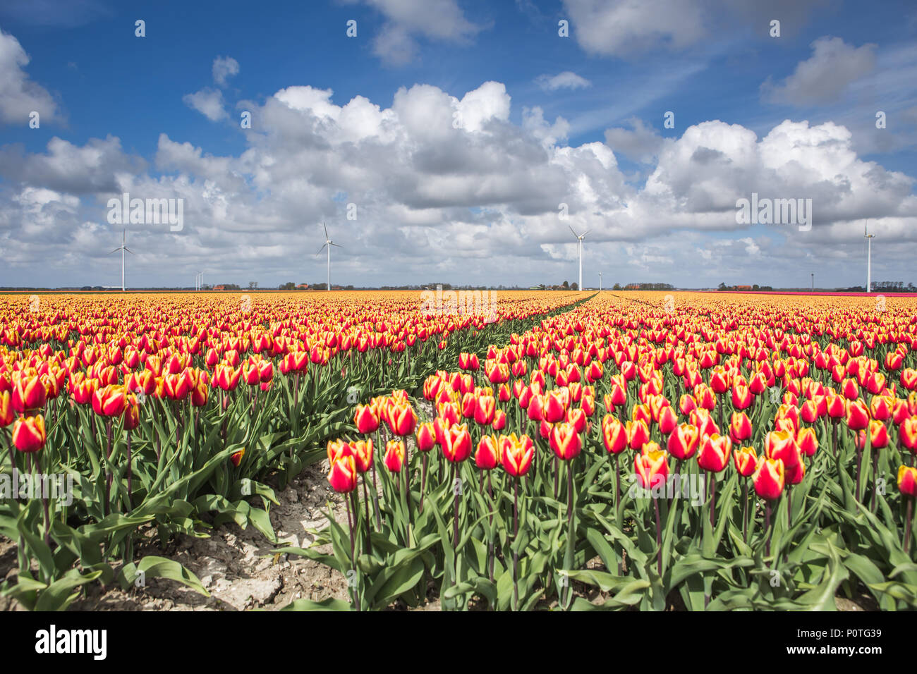 Un campo di tulipani con turbine eoliche in background. Olanda settentrionale dei Paesi Bassi in Europa Foto Stock