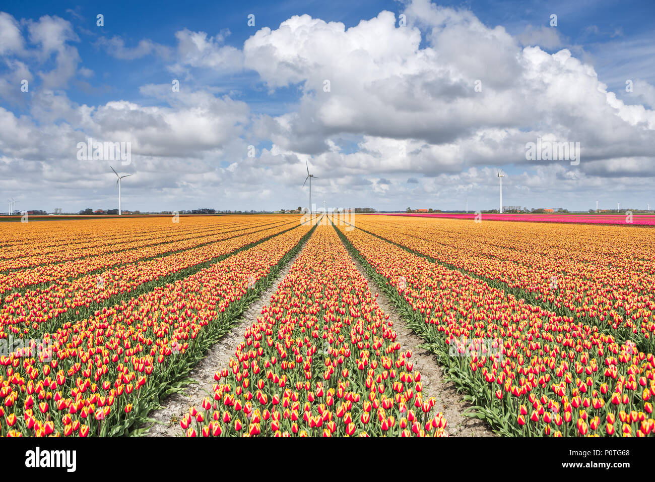 Un campo di tulipani con turbine eoliche in background. Olanda settentrionale dei Paesi Bassi in Europa Foto Stock
