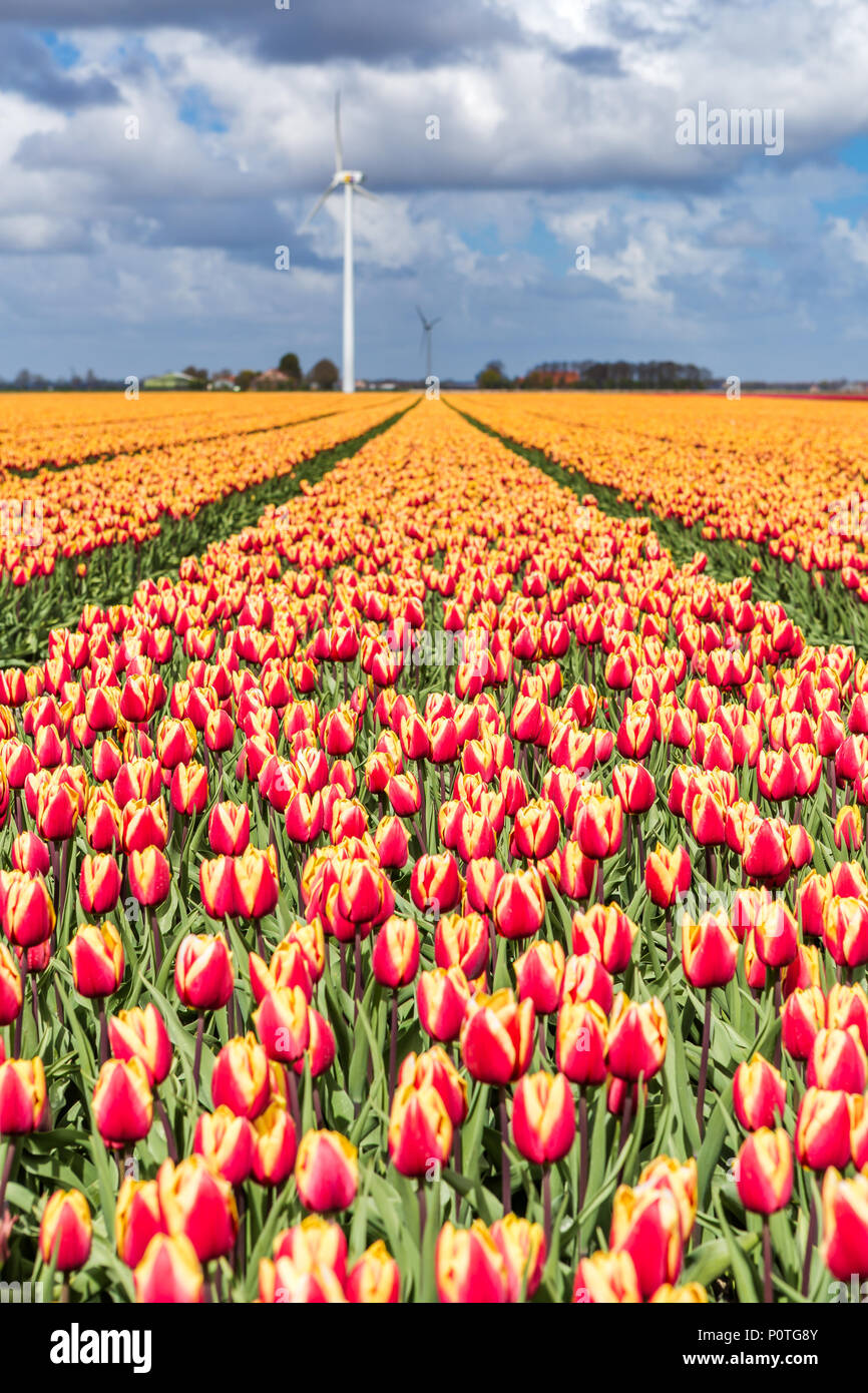 Un campo di tulipani con turbine eoliche in background. Olanda settentrionale dei Paesi Bassi in Europa Foto Stock