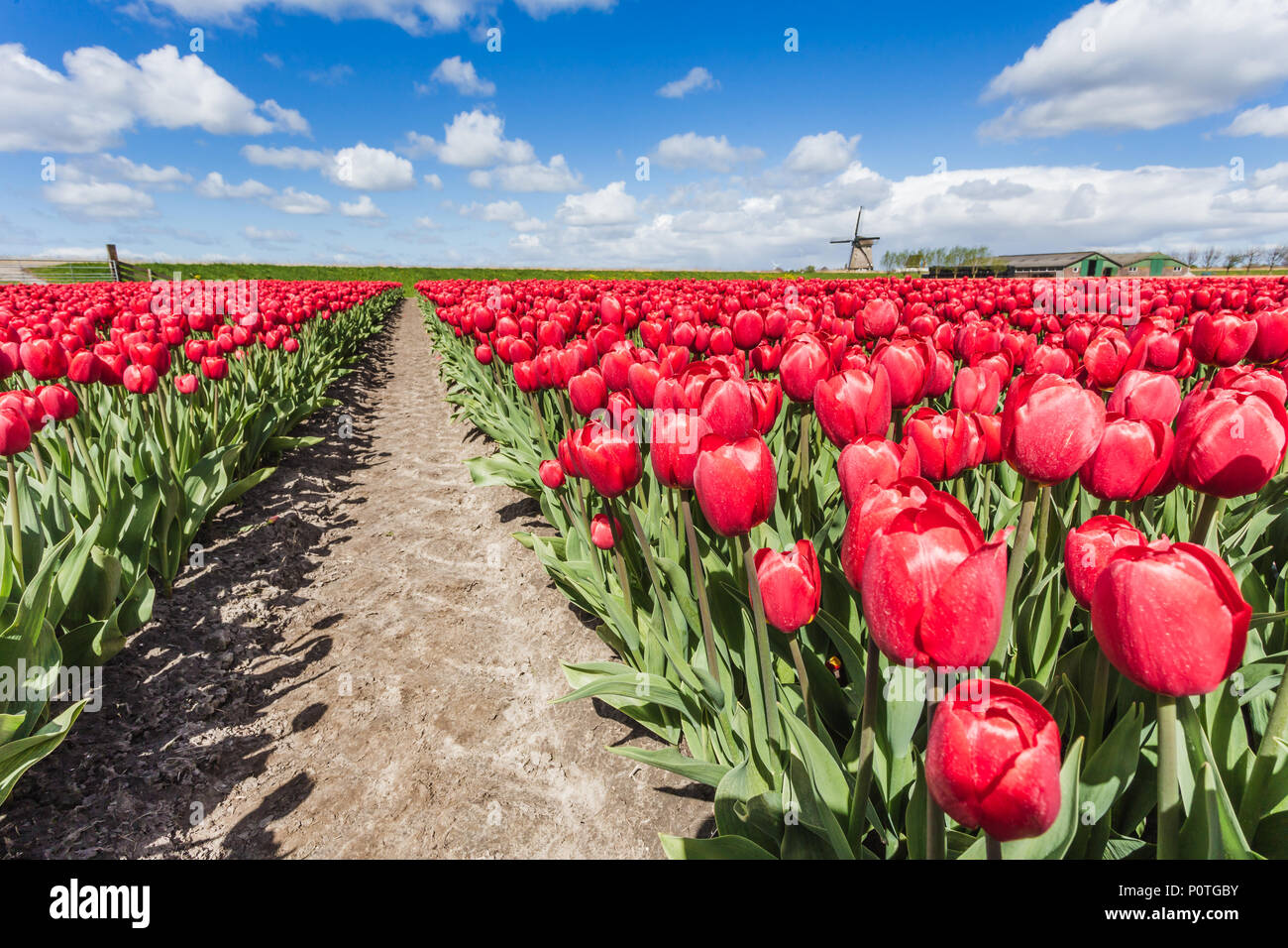 Campi di tulipani rossi circondano il tipico mulino a vento Berkmeer comune di Koggenland Olanda settentrionale dei Paesi Bassi in Europa Foto Stock
