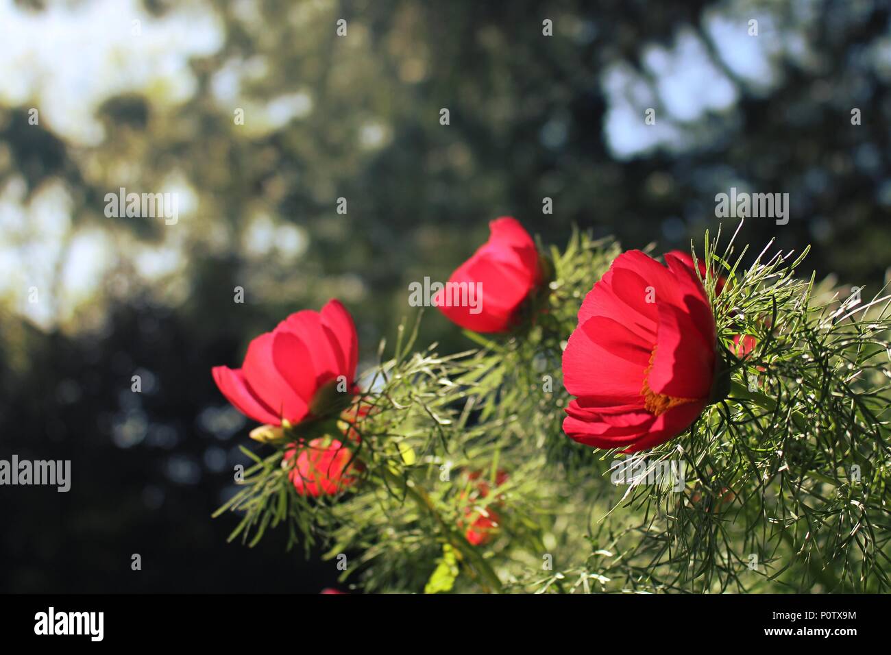 Fiore rosso di specie selvatiche di belle lasciava peonia (Paeonia tenuifolia) Foto Stock