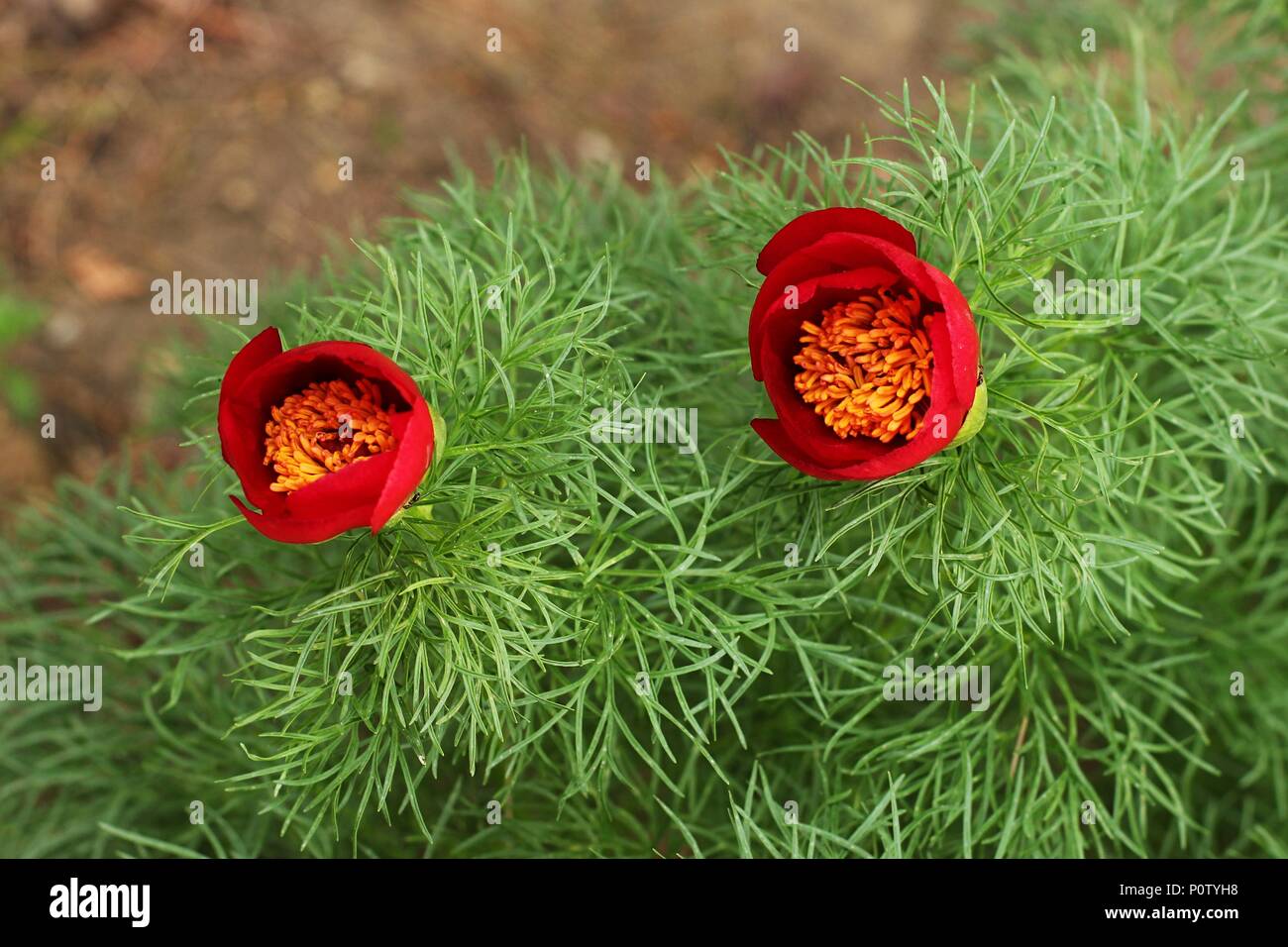 Fiore rosso di specie selvatiche di belle lasciava peonia (Paeonia tenuifolia) Foto Stock