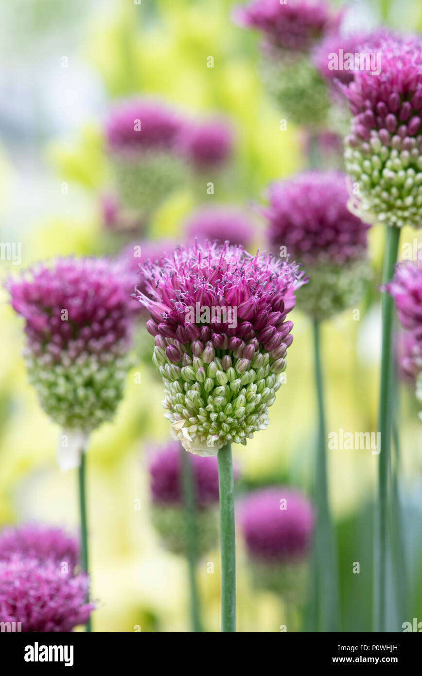 Allium sphaerocephalon. Testa tonda porri. A testa tonda Fiori di aglio su un fiore visualizza. Regno Unito Foto Stock