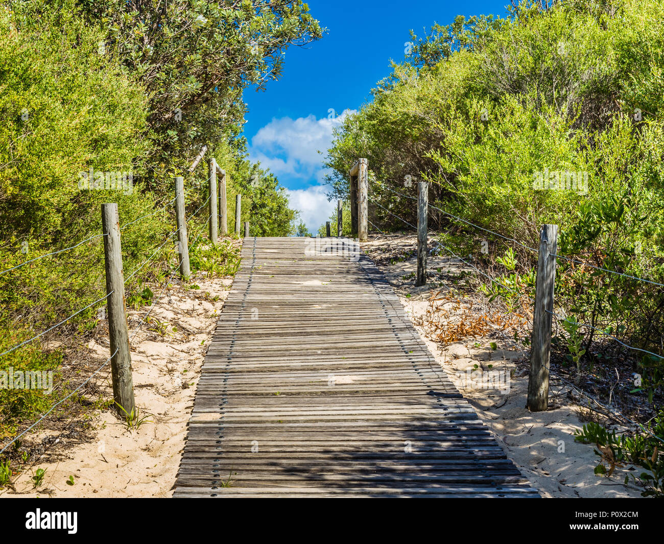 Passerella in legno di Zenith Beach, NSW, Australia, circondato da fogliame. Foto Stock