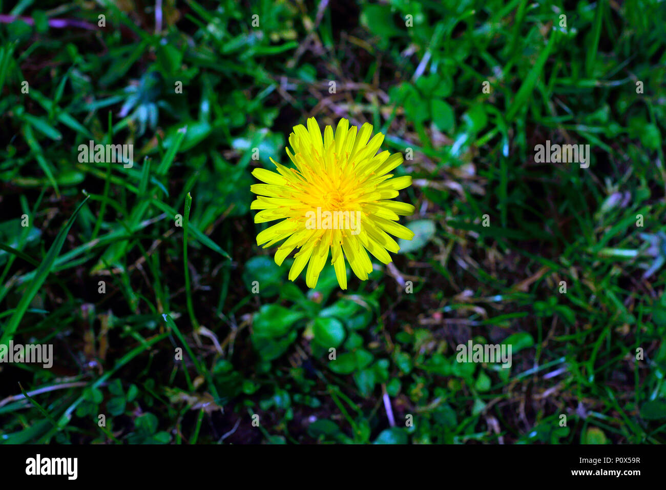 DENTE DI LEONE Foto Stock