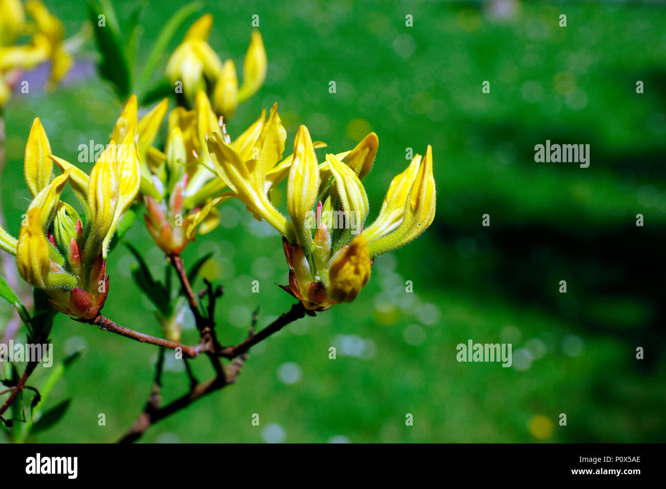 AZALEA Foto Stock