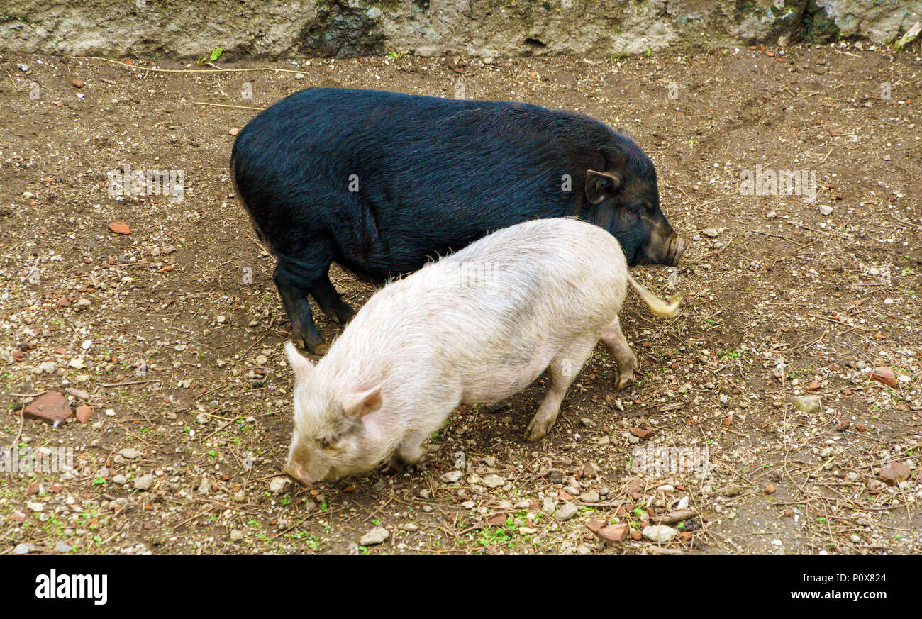 Rosa e nero shaggy suini eseguire nel fango, Austria Foto Stock