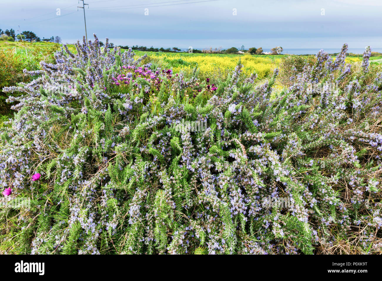 La natura con i fiori e le piante del piacevole odore di erbe rosmarino sull isola di Sardegna con il mare come sfondo Foto Stock