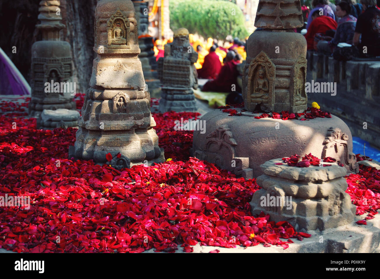 Red Rose-petali per mostrare la riverenza appropriato per un pellegrinaggio-place. Numerosi piccoli petali di rosa per offrire rispetto al tempio di Mahabodhi. Bodh Foto Stock