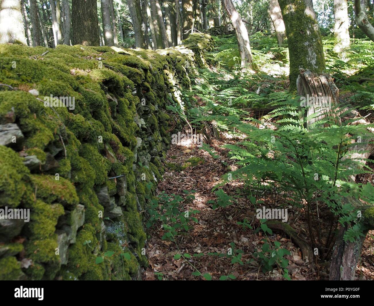 Coperte di muschio secco muro di pietra nel bosco a Brackenthwaite Hows, Buttermere Valley, Parco Nazionale del Distretto dei Laghi, Cumbria, Regno Unito Foto Stock