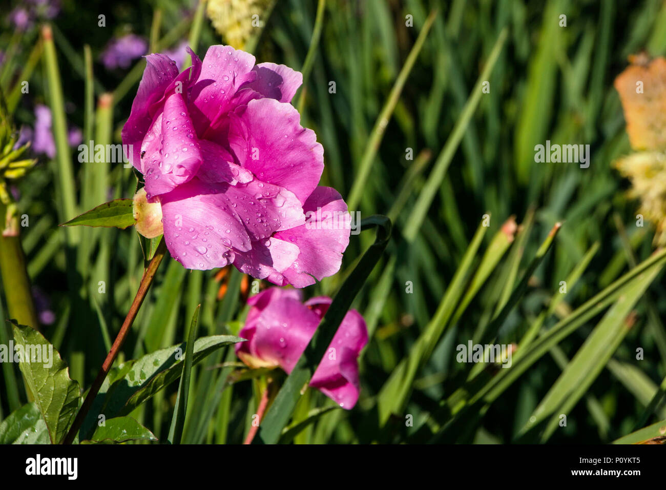 Blooming peonia fiore con gocce d'acqua in un giardino; anche sapere come paeony è della famiglia Paeoniaceae comune per l'Asia occidentale, America del Nord Foto Stock